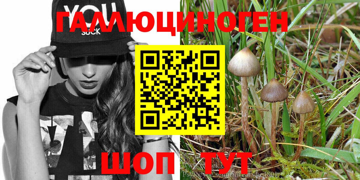 Псилоцибиновые грибы Psilocybe Кингисепп